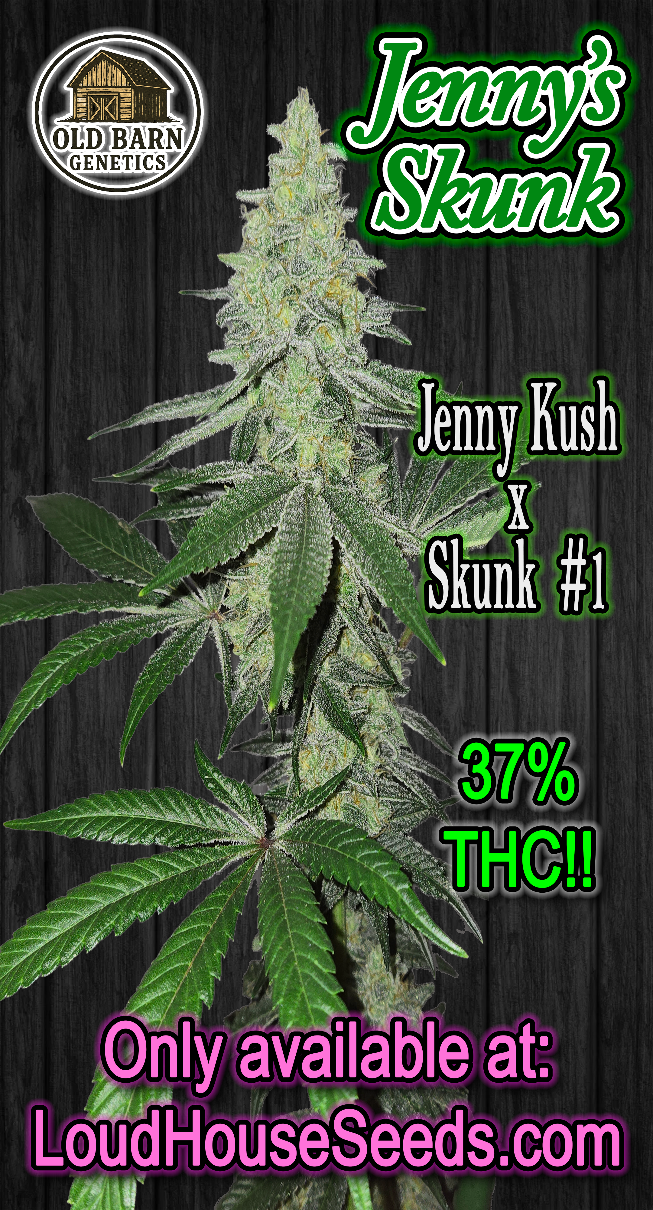 Jenny’s Skunk